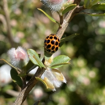 Harmonia conformis (Common Spotted Ladybird) at Jindabyne, NSW - 22 Jan 2022 by NedJohnston