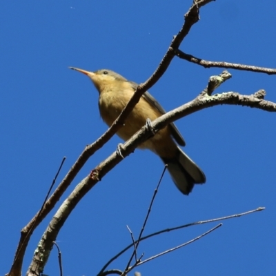 Acanthorhynchus tenuirostris (Eastern Spinebill) at Yackandandah, VIC - 6 Feb 2022 by KylieWaldon