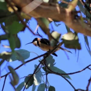 Acanthorhynchus tenuirostris at Yackandandah, VIC - 6 Feb 2022