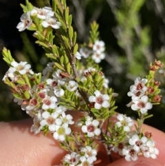 Baeckea utilis (Mountain Baeckea) at Jindabyne, NSW - 22 Jan 2022 by NedJohnston