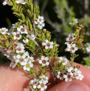 Baeckea utilis at Jindabyne, NSW - 22 Jan 2022