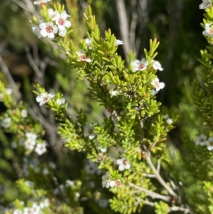 Baeckea utilis at Jindabyne, NSW - 22 Jan 2022