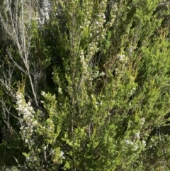 Baeckea utilis at Jindabyne, NSW - 22 Jan 2022