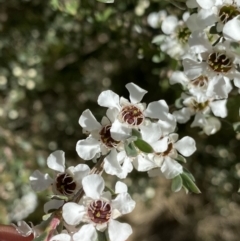 Leptospermum myrtifolium (Myrtle Teatree) at Jindabyne, NSW - 22 Jan 2022 by NedJohnston