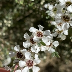 Leptospermum myrtifolium (Myrtle Teatree) at Jindabyne, NSW - 21 Jan 2022 by Ned_Johnston