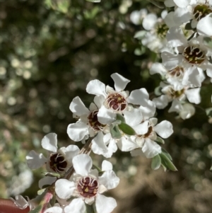 Leptospermum myrtifolium at Jindabyne, NSW - 22 Jan 2022 09:59 AM