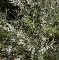 Leptospermum myrtifolium at Jindabyne, NSW - 22 Jan 2022 09:59 AM