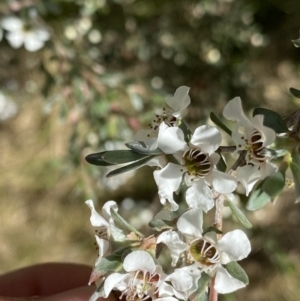 Leptospermum myrtifolium at Jindabyne, NSW - 22 Jan 2022 09:59 AM