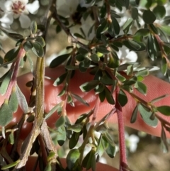 Leptospermum myrtifolium at Jindabyne, NSW - 22 Jan 2022 09:59 AM