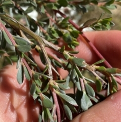 Leptospermum myrtifolium at Jindabyne, NSW - 22 Jan 2022 09:59 AM