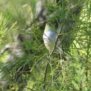 Zosterops lateralis at Yackandandah, VIC - 6 Feb 2022