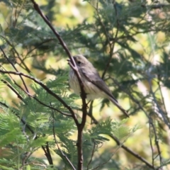 Pachycephala rufiventris (Rufous Whistler) at Yackandandah, VIC - 5 Feb 2022 by KylieWaldon