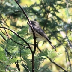 Pachycephala rufiventris at Yackandandah, VIC - 6 Feb 2022