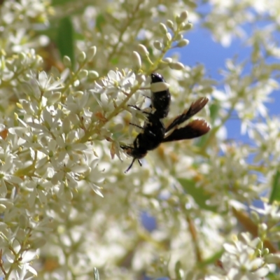 Unidentified Flower wasp (Scoliidae or Tiphiidae) at Yackandandah, VIC - 5 Feb 2022 by KylieWaldon