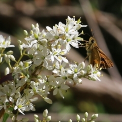 Ocybadistes walkeri (Green Grass-dart) at Yackandandah, VIC - 6 Feb 2022 by KylieWaldon