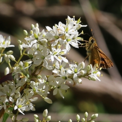 Ocybadistes walkeri (Green Grass-dart) at Yackandandah, VIC - 5 Feb 2022 by KylieWaldon