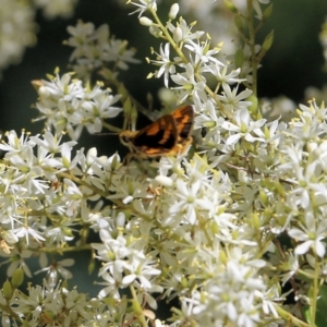 Ocybadistes walkeri at Yackandandah, VIC - 6 Feb 2022