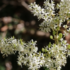 Bursaria spinosa (Native Blackthorn, Sweet Bursaria) at Yackandandah, VIC - 6 Feb 2022 by KylieWaldon