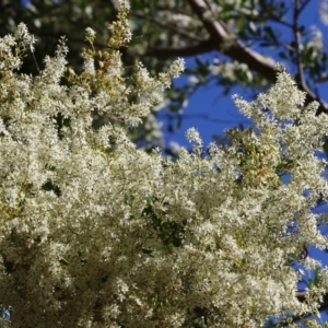 Bursaria spinosa at Yackandandah, VIC - 6 Feb 2022 08:58 AM