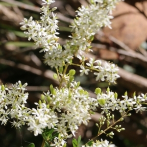 Bursaria spinosa at Yackandandah, VIC - 6 Feb 2022 08:58 AM