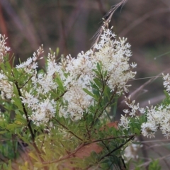 Bursaria spinosa at Yackandandah, VIC - 6 Feb 2022 08:58 AM