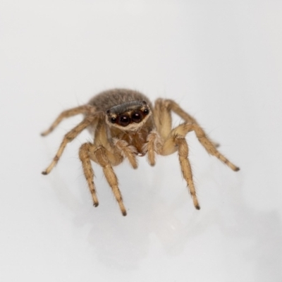 Maratus griseus (Jumping spider) at Jerrabomberra, NSW - 6 Feb 2022 by MarkT