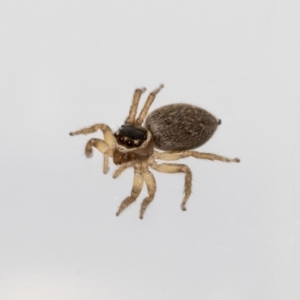 Maratus griseus at Jerrabomberra, NSW - suppressed