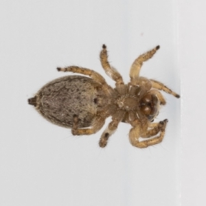 Maratus griseus at Jerrabomberra, NSW - suppressed