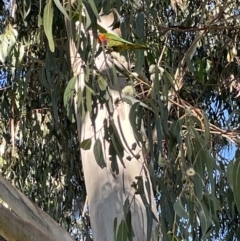 Trichoglossus moluccanus (Rainbow Lorikeet) at Hackett, ACT - 7 Feb 2022 by cmobbs