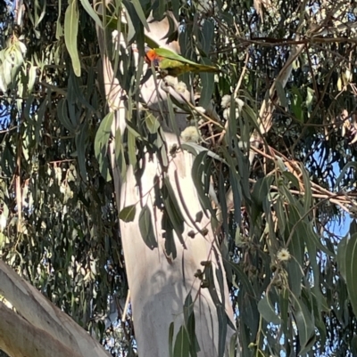 Trichoglossus moluccanus (Rainbow Lorikeet) at Hackett, ACT - 8 Feb 2022 by cmobbs