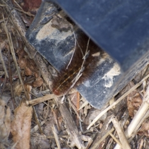 Ardices (genus) at Weston, ACT - 7 Feb 2022 10:22 PM