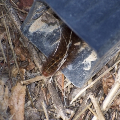 Ardices (genus) (Tiger moth (formerly Spilosoma)) at Fowles St. Woodland, Weston - 7 Feb 2022 by AliceH