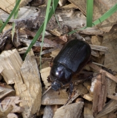 Dasygnathus sp. (Rhinoceros beetle) at Weston, ACT - 5 Feb 2022 by AliceH