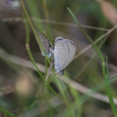 Zizina otis (Common Grass-Blue) at Weston, ACT - 5 Feb 2022 by AliceH