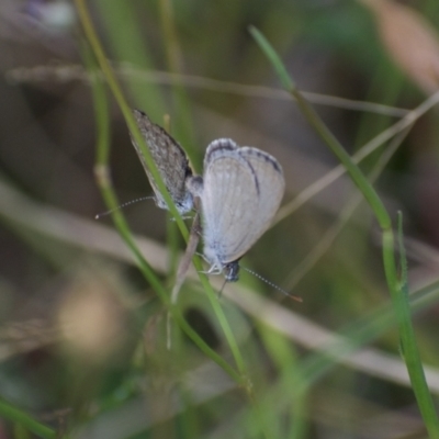 Zizina otis (Common Grass-Blue) at Weston, ACT - 6 Feb 2022 by AliceH