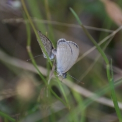 Zizina otis (Common Grass-Blue) at Fowles St. Woodland, Weston - 5 Feb 2022 by AliceH