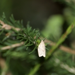 Epiphyas postvittana (Light Brown Apple Moth) at Fowles St. Woodland, Weston - 24 Jan 2022 by AliceH