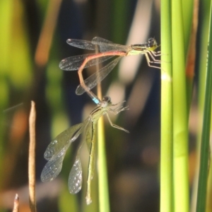 Ischnura aurora at Tennent, ACT - 9 Nov 2021