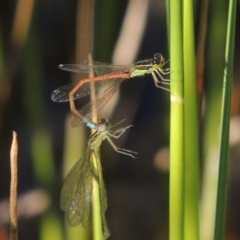 Ischnura aurora at Tennent, ACT - 9 Nov 2021