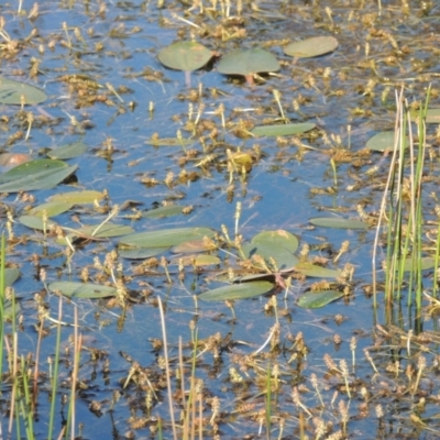 Potamogeton sulcatus (Pondweed) at Namadgi National Park - 9 Nov 2021 by michaelb