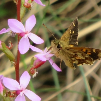 Anisynta monticolae (Montane grass-skipper) at Namadgi National Park - 1 Feb 2022 by Christine