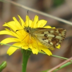 Anisynta monticolae at Cotter River, ACT - suppressed