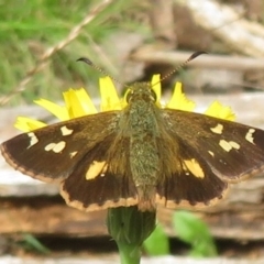 Dispar compacta (Barred Skipper) at Cotter River, ACT - 1 Feb 2022 by Christine