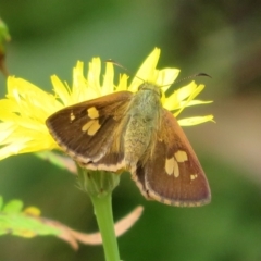 Timoconia flammeata (Bright Shield-skipper) at Cotter River, ACT - 1 Feb 2022 by Christine