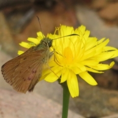 Timoconia flammeata at Cotter River, ACT - 1 Feb 2022