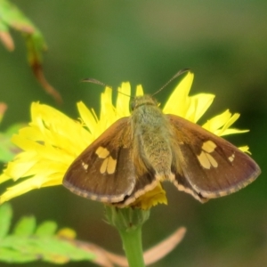 Timoconia flammeata at Cotter River, ACT - 1 Feb 2022 11:44 AM