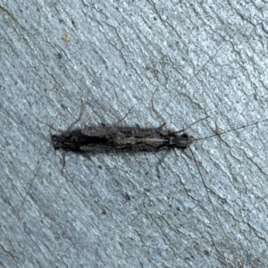 Leptoceridae sp. (family) at Molonglo Valley, ACT - 2 Feb 2022