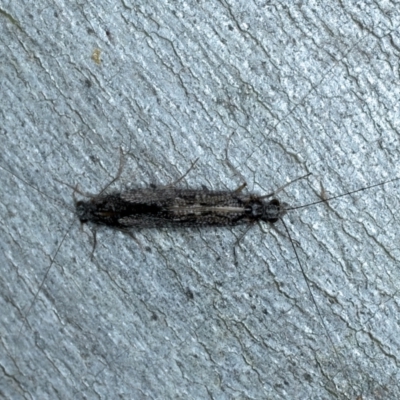 Leptoceridae sp. (family) (Long-horned caddisfly) at Piney Ridge - 2 Feb 2022 by jb2602