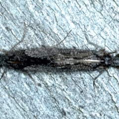 Leptoceridae sp. (family) at Molonglo Valley, ACT - 2 Feb 2022