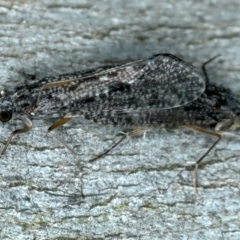 Leptoceridae sp. (family) at Molonglo Valley, ACT - 2 Feb 2022